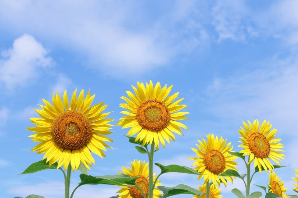 8月